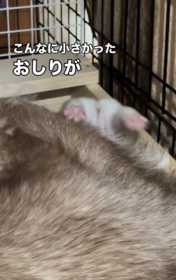 母犬のそばで仰向けになる子犬