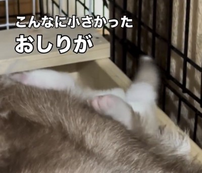 後ろ足を高く上げる子犬