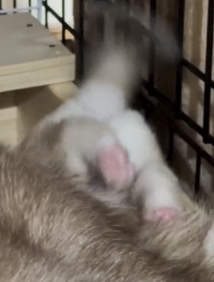 ピンク色の肉球を見せる子犬
