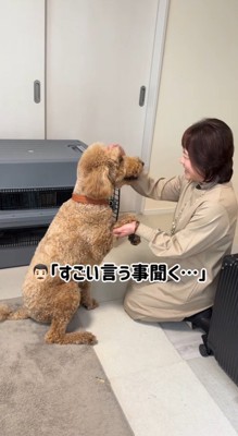 笑顔で見つめ合う犬とおばあちゃん