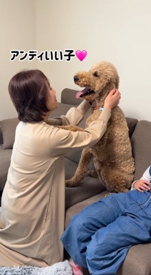 犬を優しく撫でてあげるおばあちゃん