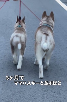 並んで散歩する2匹の犬