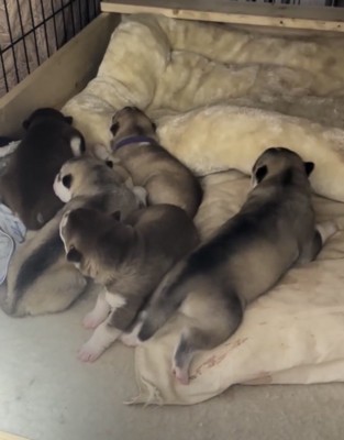 ベッドに集まる子犬たち
