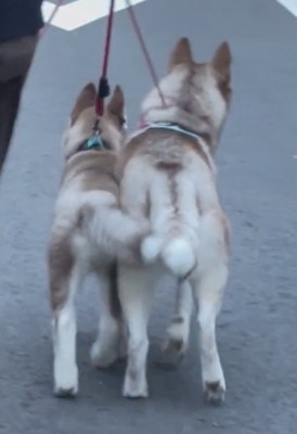 体を寄せて歩く2匹の犬