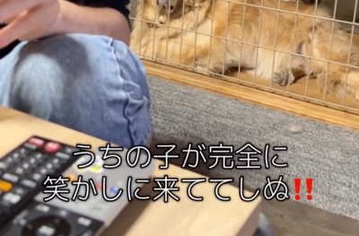 りくさん、ケージの中へ