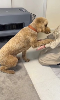 おばあちゃんにお手をする犬