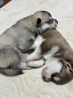 くっついて寝る子犬たち