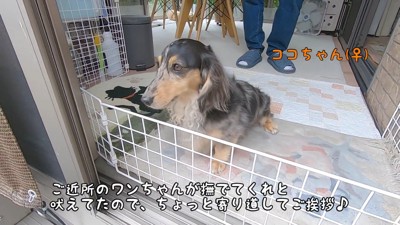 ご近所のココちゃん