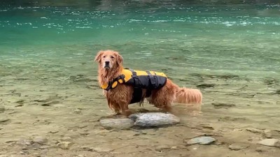 川から上がる気ゼロ!