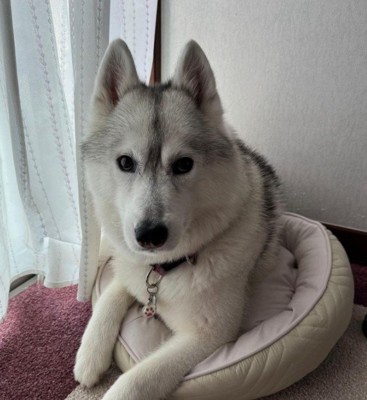 「これ…犬用じゃない？」