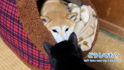 「どうしてもダメ？」「うん、ダメ」