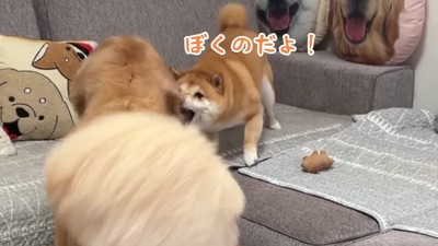 「これは僕のおもちゃ!」