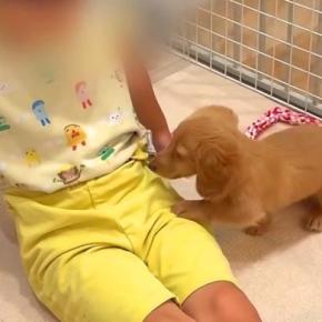 赤ちゃん犬を飼って1週間後→『4歳の息子』に懐きすぎてしまい…反則級な『尊すぎるやり取り』が27万再生「大好きなんだね」「癒される…」