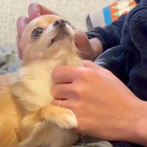 『ご飯を食べたいパパ』VS『絶対に撫でてほしい犬』微笑ましすぎる攻防戦に1万5000いいね集まる「可愛すぎて負け戦ww」「パパ不憫で草」