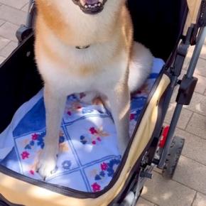 お散歩が大嫌いな犬を『カートに乗せてみた』結果→『嫌がるかな』と思いきや…予想外の反応が44万再生「文句言ってたのにww」「笑顔が最高」