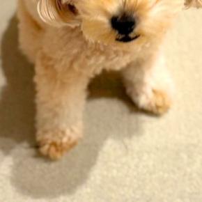 深夜、赤ちゃんに授乳すると『眠っていた犬』が毎回起きてきて…愛おしすぎる『付き添いの表情』に9万いいね「なんて優しいの」「最高に可愛い」