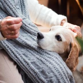 犬が老犬になる前に改善すべきこと4つ 見直した方がいい生活習慣や事前準備まで