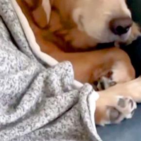 ママが帰ってくると『ニコニコの笑顔』でお出迎えする大型犬→娘の場合は…わかりやす過ぎる『表情の差』が45万再生「両方可愛い」「落差w」