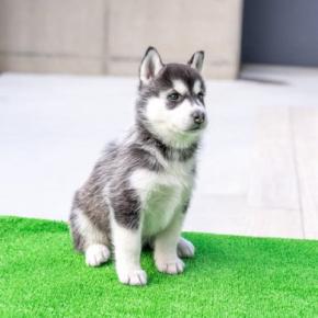 『暑さに弱い』犬種5選　夏バテしやすいワンコの特徴や酷暑を乗り切る方法まで