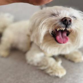 犬が『邪魔しないで』と伝えているサイン4つ そっとしておくべきタイミングや良好な関係を保つコツまで
