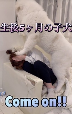 妹さん潰れちゃうよ！