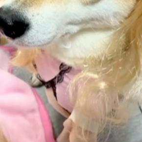 女の子のおままごとに付き合う犬→看護師役で『カツラ』を被らされて…まさかの『似合いすぎている光景』に反響「違和感ないw」「可愛いが渋滞」