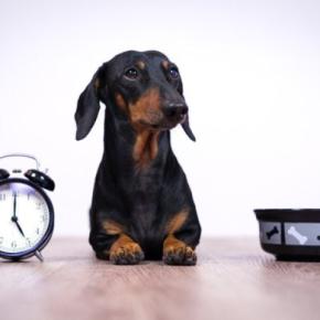 犬に『ご飯を与える時間』何時がベストなの？理想的なタイミングや年齢別の注意点まで