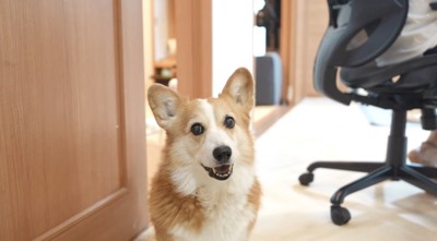座ってカメラを見つめる犬