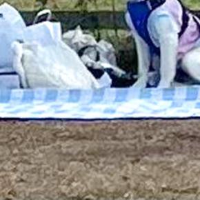 ドッグランに来た大型犬→『大はしゃぎするかな』と思ったら…完全に立場が逆な『まさかの光景』に反響「忠実な番犬ww」「人間が走るのか…」