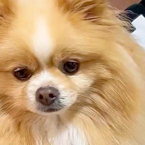 家に『お友達ワンコ』が遊びにきた結果→想像以上にくつろいでいて…愛犬が見せた『ドン引きの表情』に反響「人間みたいｗ」「動揺してて草」