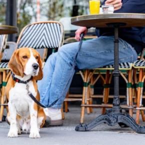 犬を飼う前に知っておくべき『義務・マナー』5つ 飼い主の責任とは?必要な手続きまで