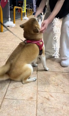 なでられる柴犬