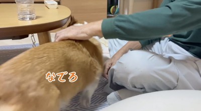 おじいちゃんのそばに近寄っていく犬
