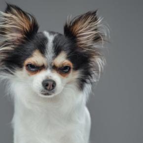 犬が『絶対イヤだ』と思っているサイン5選 愛犬が拒絶してきたときの適切な対応とは?