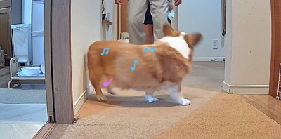 おじいちゃんの前を歩く犬
