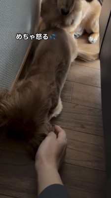 手を近づけると怒るダックス