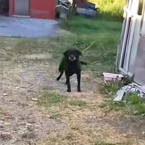 おじいちゃんの家に行くと、なぜか『鎖に繋がれた犬』がいて…思わず涙する『家族を二度失った犬の物語』が9万再生「最高の顔」「絶対に幸せだ」