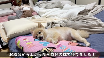 敷かれている布団に横たわる犬
