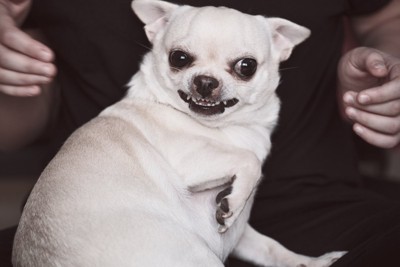 触られるのを嫌がる犬