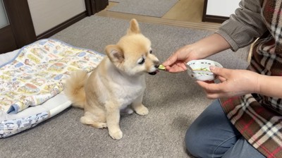 おばあちゃんからきゅうりを貰う犬