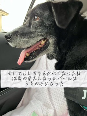 車の窓から外を眺める犬