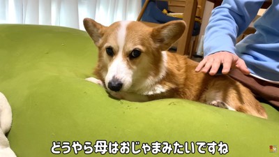 「お兄ちゃんは私のもの!」
