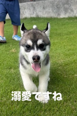 こんなに可愛いなら仕方ない！？