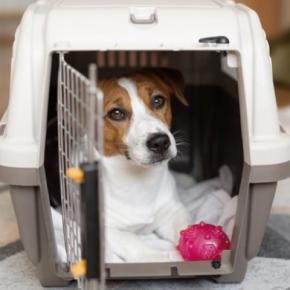 犬が『不安になっている』ときにする行動5つ　愛犬を落ち着かせるために飼い主にできることはあるの？