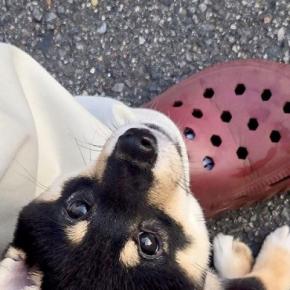 赤ちゃん犬が『初めて外の世界を自力で歩いた』結果→たったの2分後…あまりにも愛おしい光景に5万いいね「不安いっぱいだね」「大物になる」