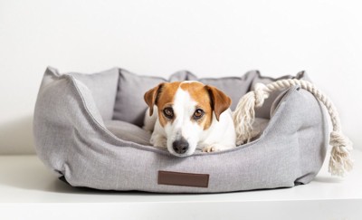 犬用ベッドに入る犬