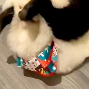 遊んでいる犬2匹を撮影した結果→『可愛いな』と思っていたら…犬とは思えない『衝撃の足技』が193万再生「爆笑ｗｗ」「男子校の昼休みで草」
