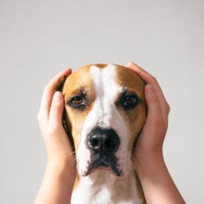 犬に苦痛を与える『飼い主のNG行為』5選　デメリットとなる対応や今すぐ改善すべき行動まで