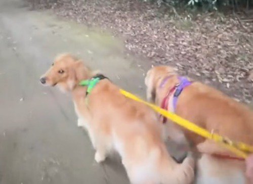 飼い主をふり返る弟犬