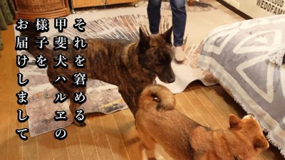 ハルヱちゃんがたしなめます
